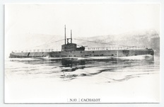 Cachalot front